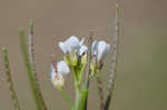 Watercress